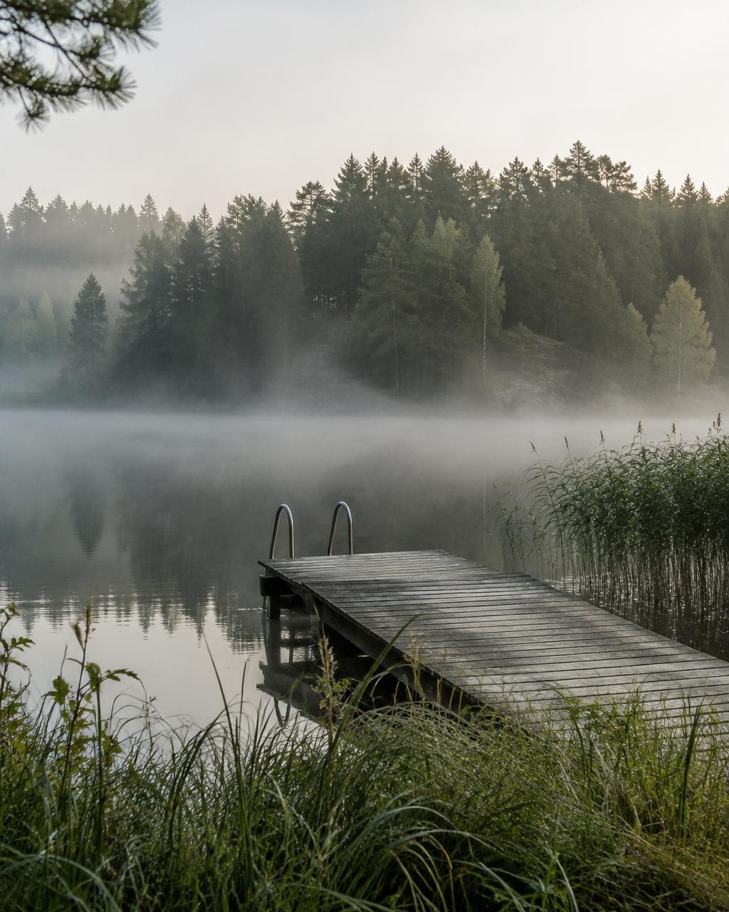 Badebro med stige ved en skovsø i morgendis